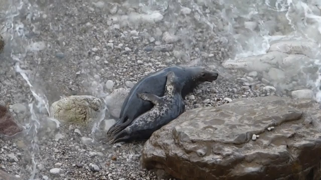 Seal Love - Grey seals cuddling