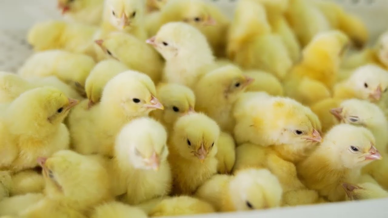 NutriFibe™ High-Performance Feed Additive for Poultry | Ralco