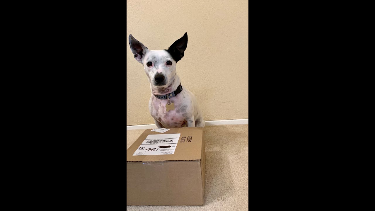Oreo's February BarkBox Unboxing and Taste Test