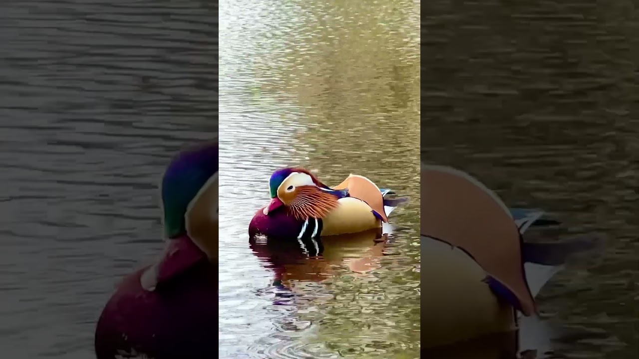 Mandarin Duck; video for tranquility and relaxation#bird #relaxation #tranquility #youtubeshorts