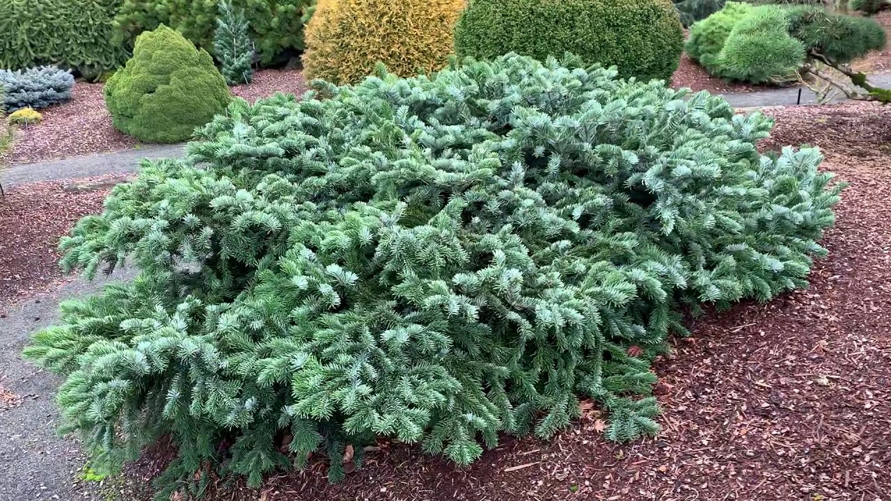 Abies amabilis 'Spreading Star' Pacific Silver Fir | Stunning Color and texture on this conifer!