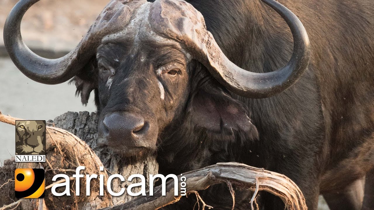 Africam - Olifants River Live Wildlife Channel