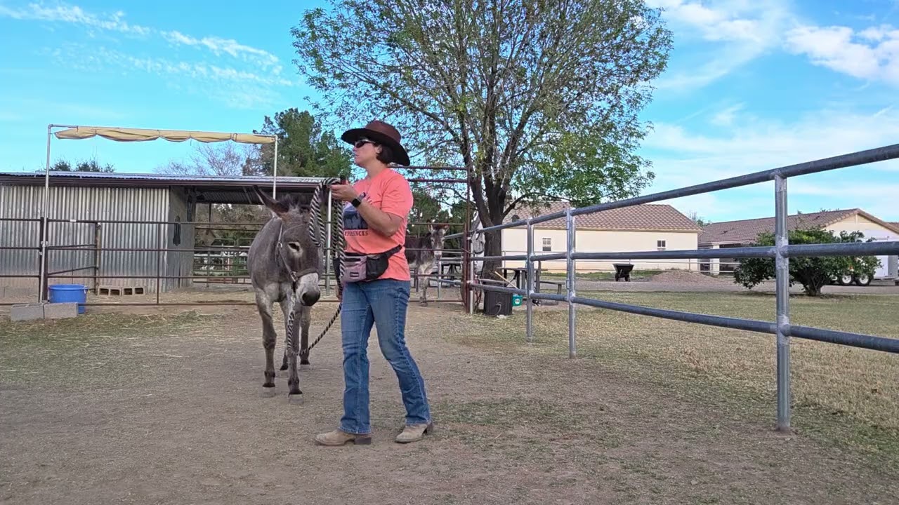 Picking out Pablo's hooves 2/15 #donkey #hoofcare