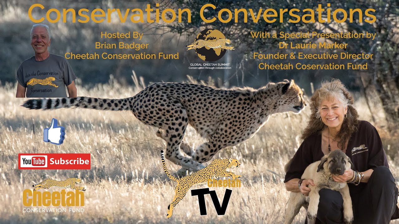 Securing the Future of Cheetahs: Dr. Laurie Marker at the Global Cheetah Summit 2024