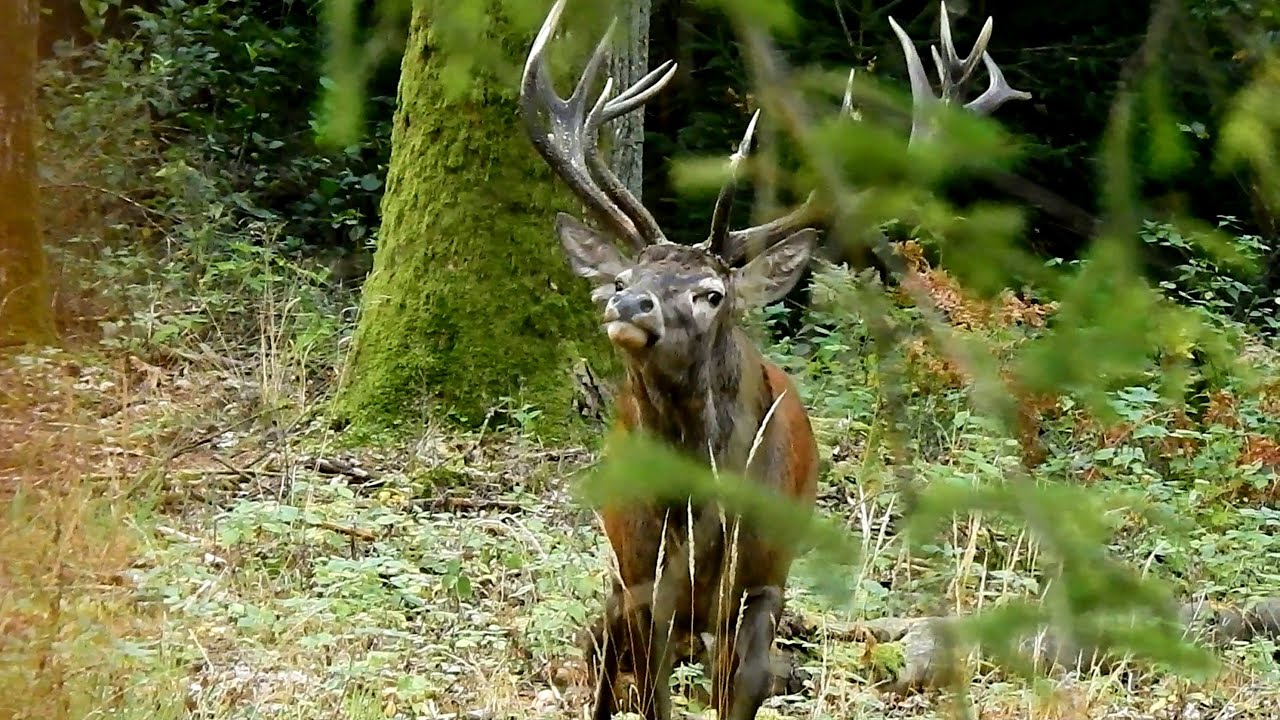Rykowisko 2024r Pięknie uperlony 16-tak  od którego mam Parunie 🦌🦌