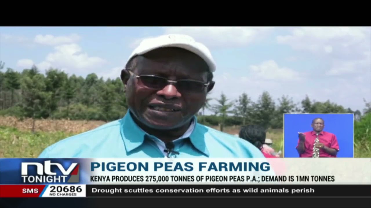 New pigeon pea variety developed to withstand drought