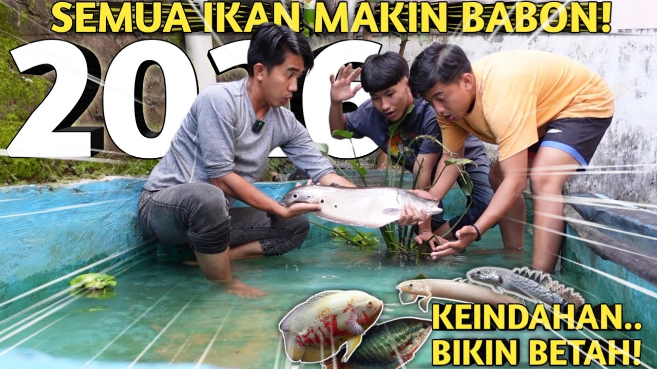 3 BULAN TAK DIKURAS! MONSTER PENGHUNI KOLAM MAKIN GEMUK & SEHAT