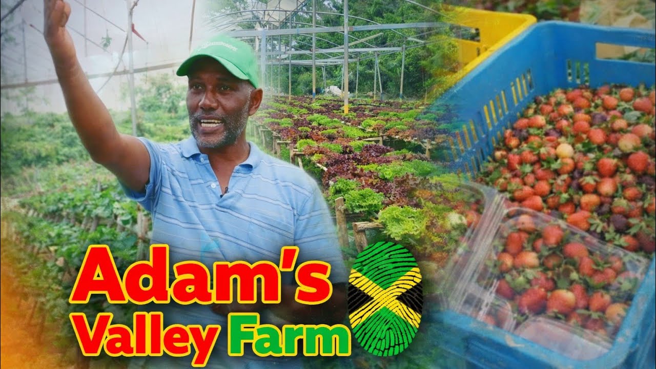 The Mono Crop Farmer That Brings Life To Jamaica’s Farm Life In Adams Valley 🍓🍓🥗
