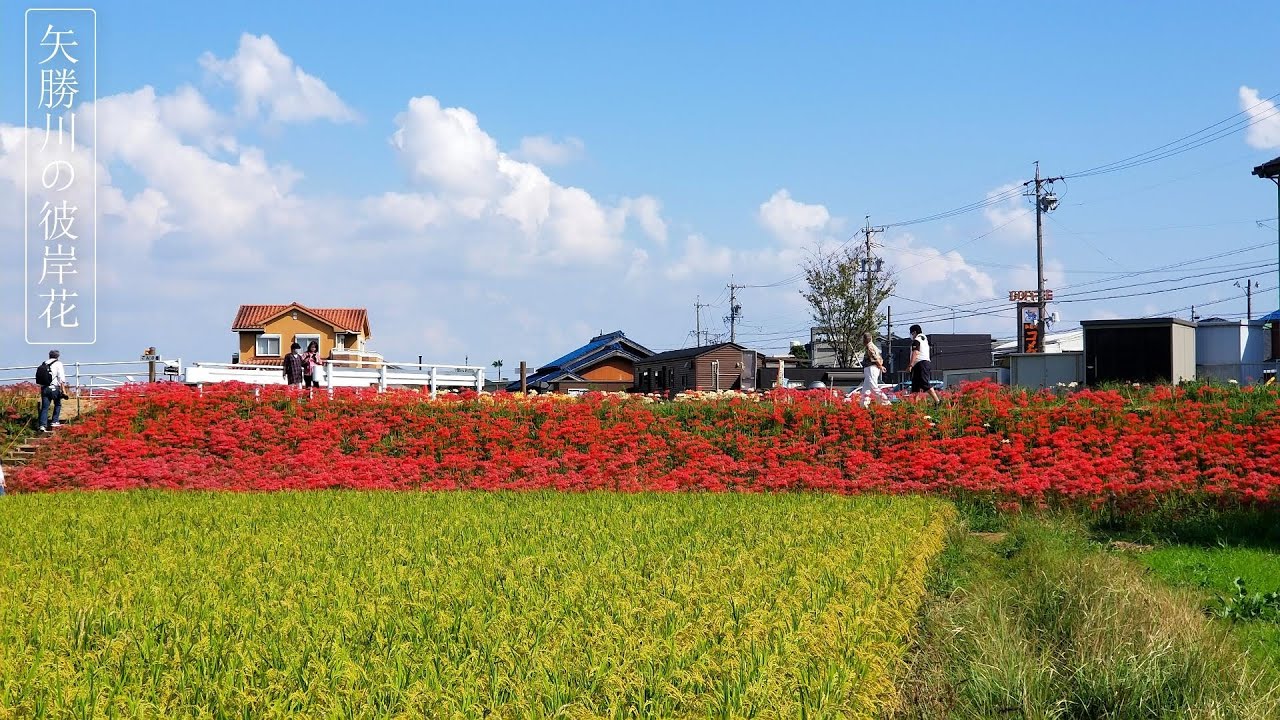 Red Spider Lily in Yakachigawa River, Handa - Japan Travel - JV GO