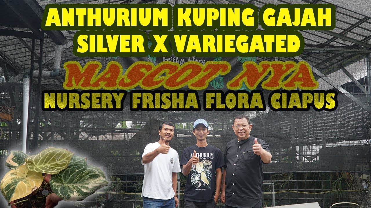 ANTHURIUM KUPING GAJAH HYBRID VARIGATA YG LANGKA DAN MAHAL