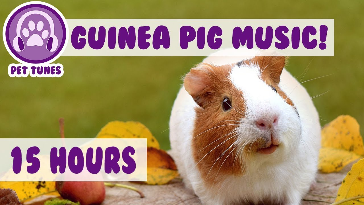 Best Remedy for Depression and Anxiety in Guinea Pigs! Help My Guinea Pig Relax! - Pet Therapy!