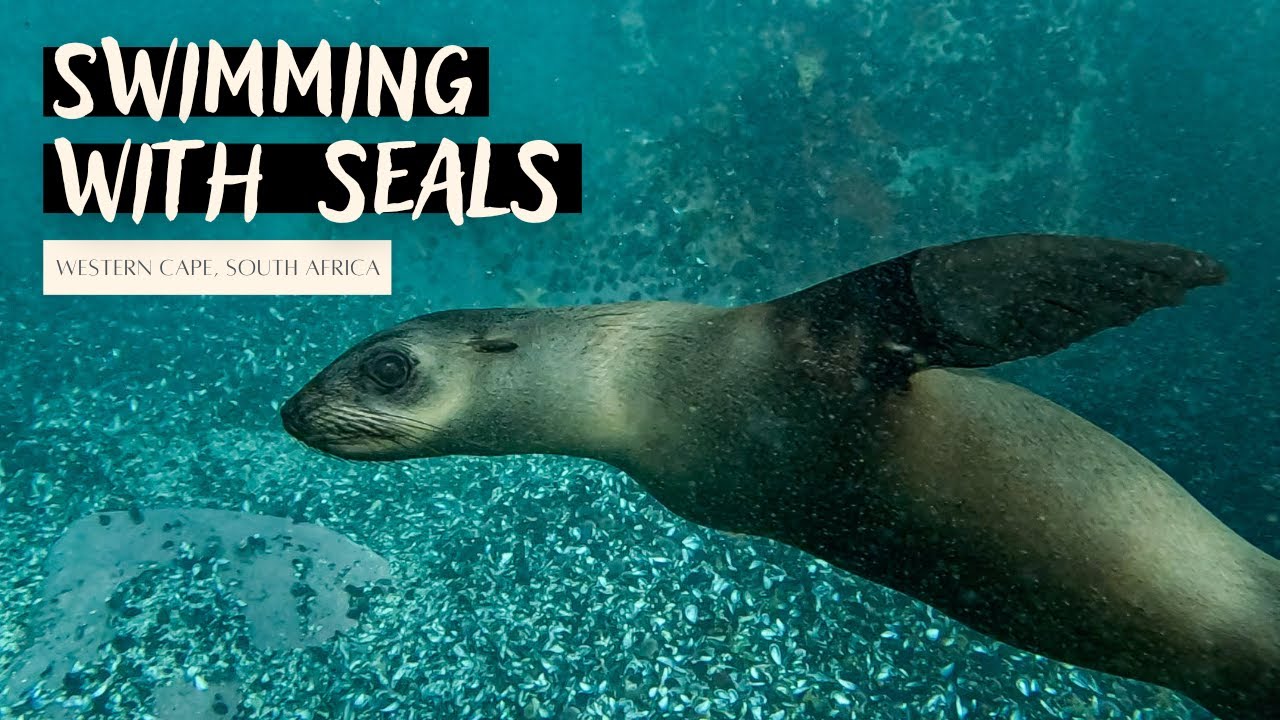 Cape Fur Seals in Simon's Town | South Africa