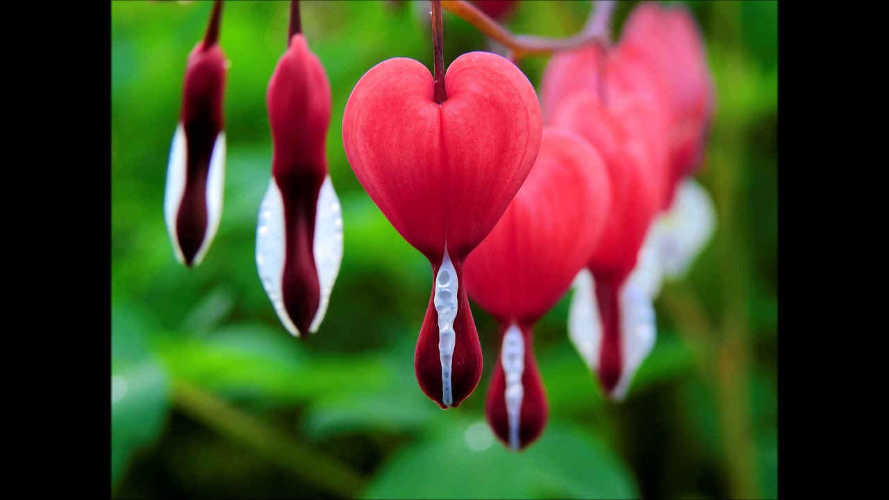 Twin Flame Reiki Energy Healing