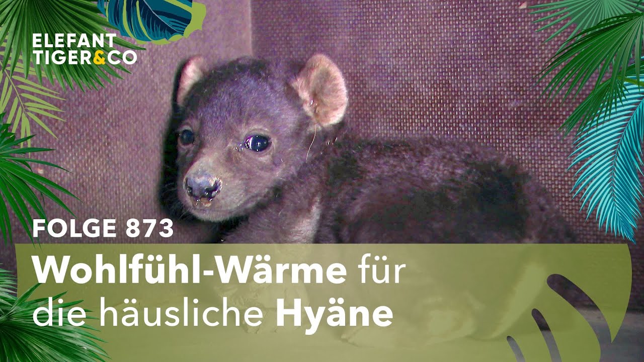 Von Stubenhockern und Weltenbummlern (Folge 873) | Elefant, Tiger & Co. | MDR