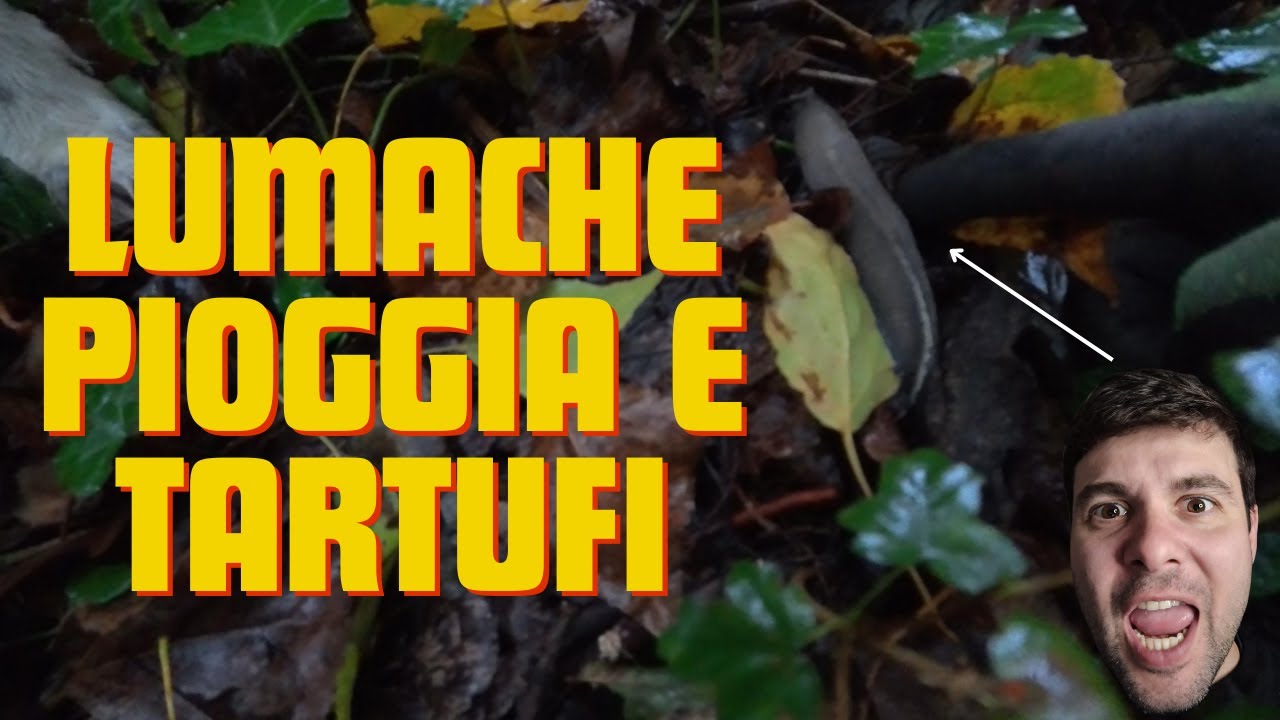 SETTEMBRE SI CHIUDE ALLA GRANDE: Ricca Raccolta di Tartufi Bianchi con Lola