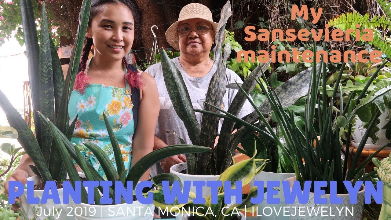 Planting with Jewelyn: Sansevieria maintenance | July 2019 | ILOVEJEWELYN