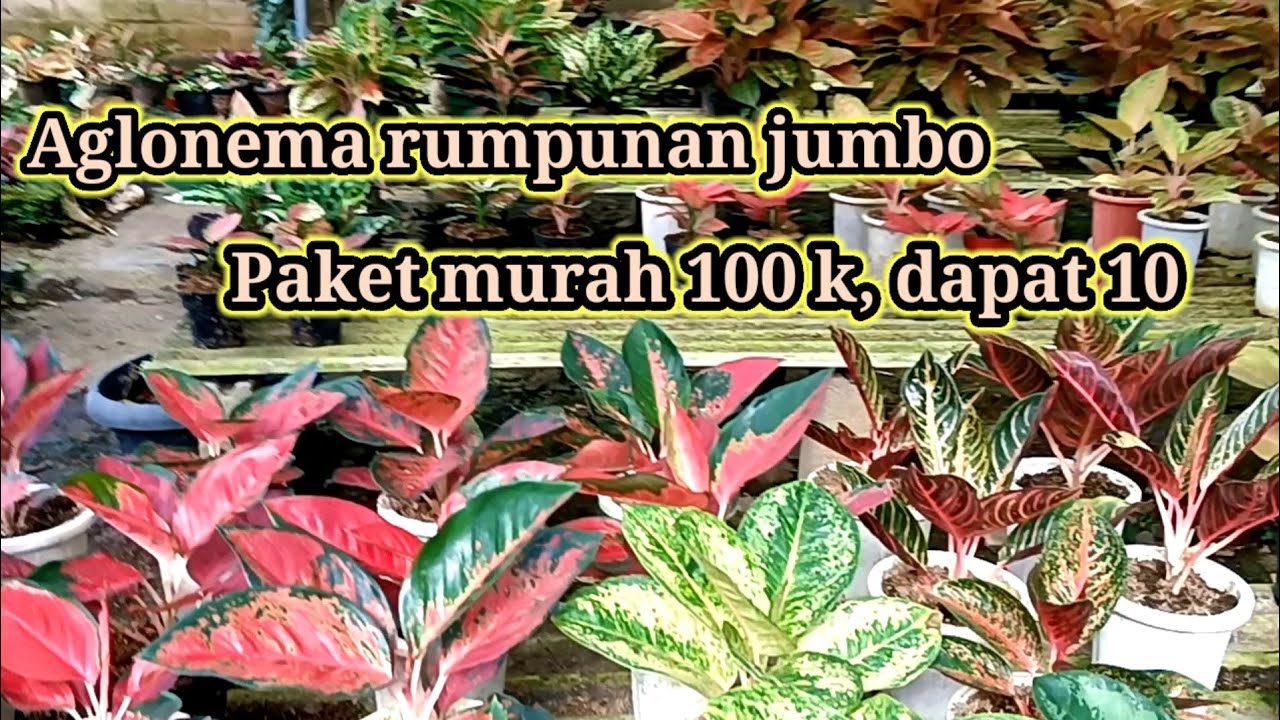 Aglonema menyala bosku jomo menor² paket 100k dapat 10 #tanamanhias