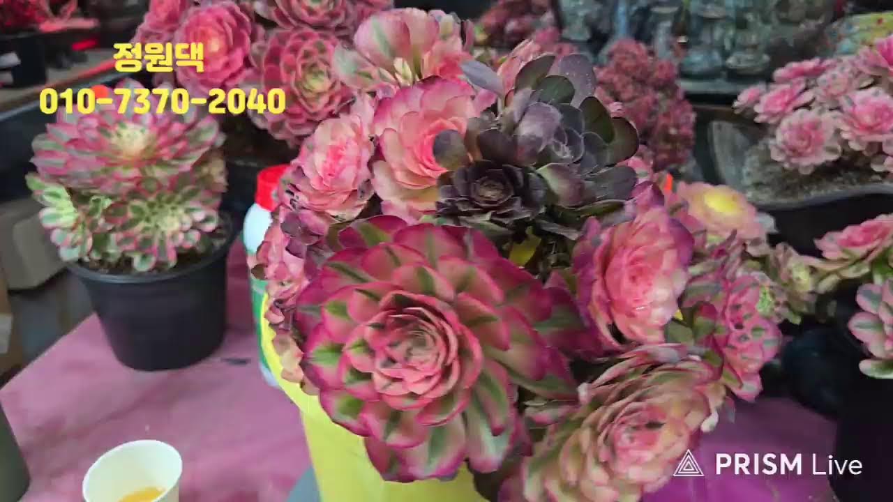 속초 정원다육 정원댁010.7370.2040