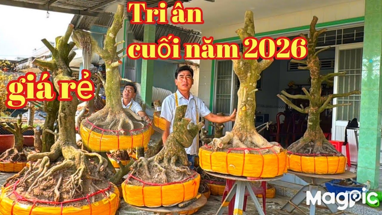 A Dũng 👉 0964009759 Tri ân cuối năm giá rẻ cho lô phôi Mai vàng năm 2026 tại ĐT 