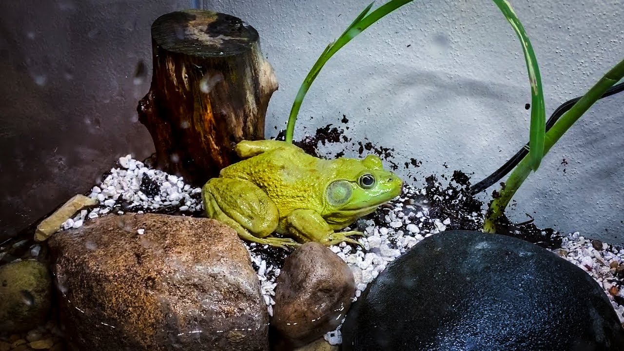Caring for a Bullfrog Episode 4: Updating the Aquarium Setup and Finding New Friends