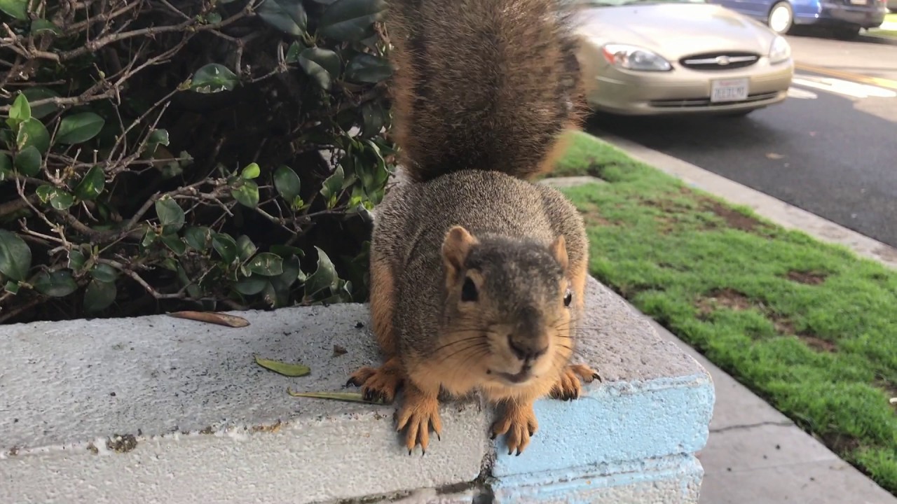 squirrel encounter of the friendly kind