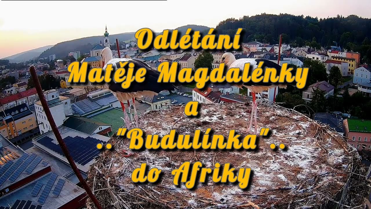 Trutnovské odlétání čápů do Afriky.🌞17. srpna 2025