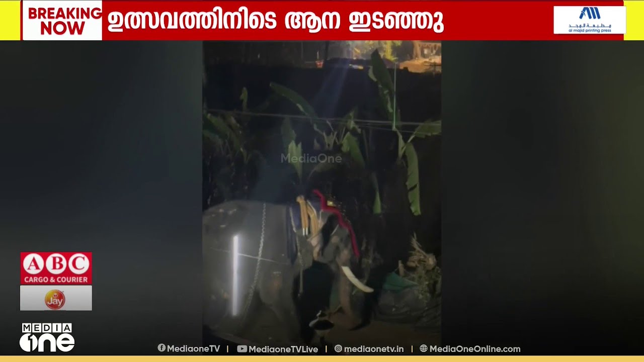 ഉത്സവത്തിന് കൊണ്ട് വന്ന ആന ഇടഞ്ഞു..ഒന്നാം പാപ്പാന് ഗുരുതര പരിക്ക്