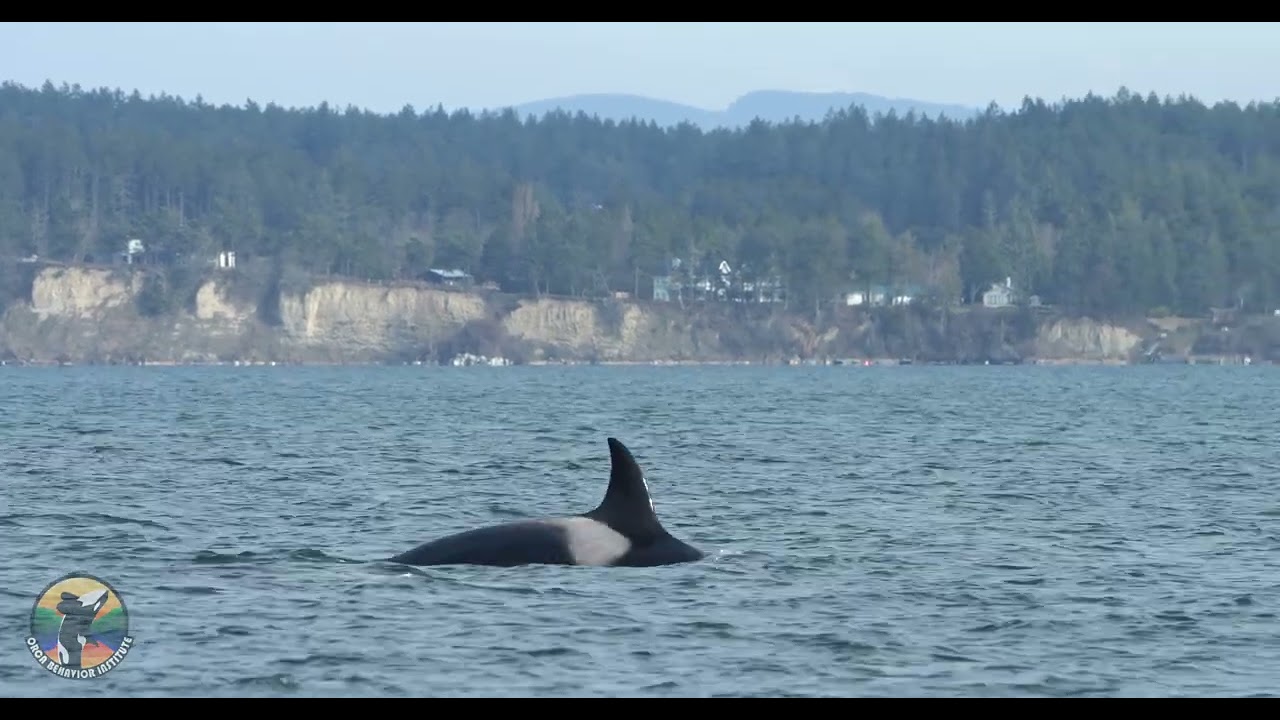 T99s Bigg's Orcas Hunting a Harbor Porpoise | San Juan Channel February 7, 2024
