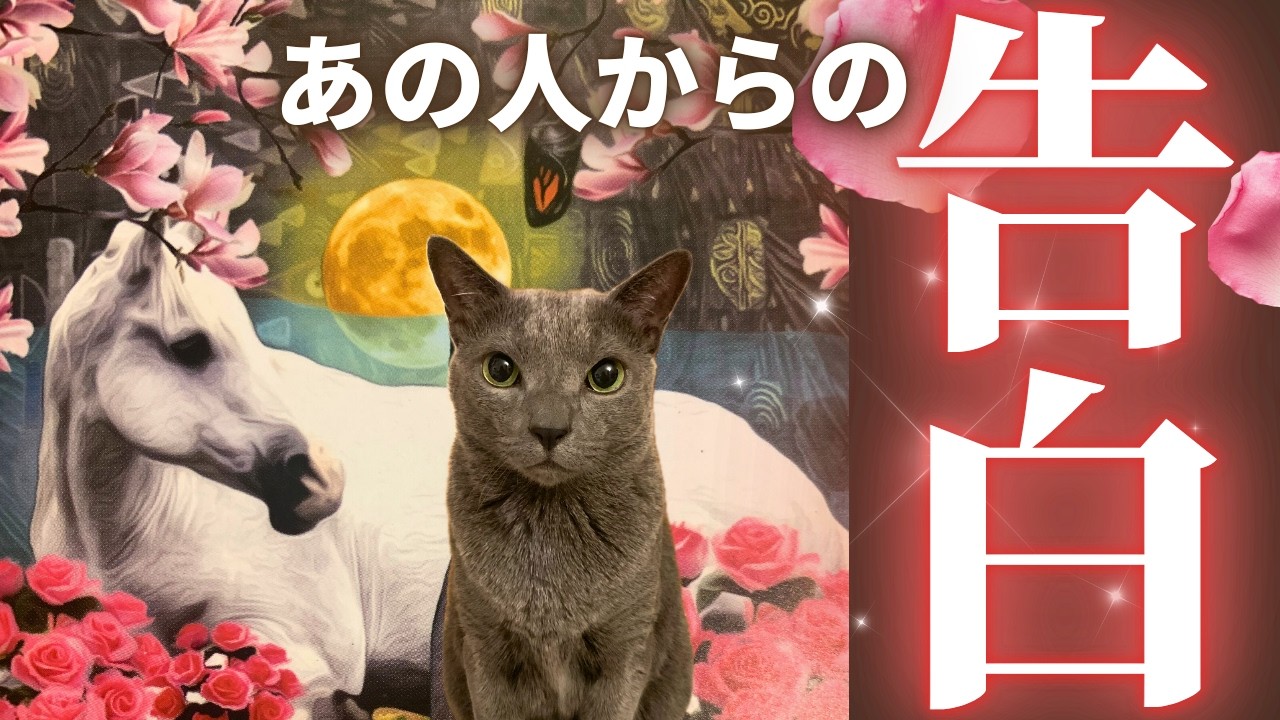 【会話がリアルぅ〜🤫】あの人の正直な想い告白してもらいました👐❤️🪽今あの人があなたへ告白したい正直な想いとは？リアル会話👂✨［tarot /タロット/恋愛成就/チャネリング/オラクル/ルノルマン］