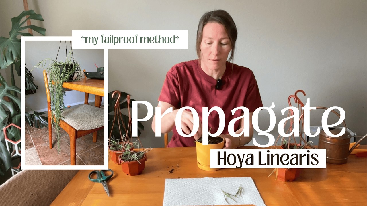 My FAILPROOF method to propagate Hoya Linearis
