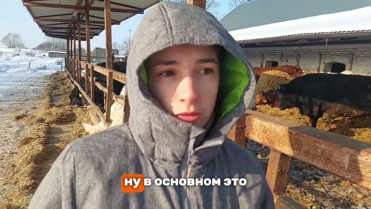 Продажа племенных быков +79062130278