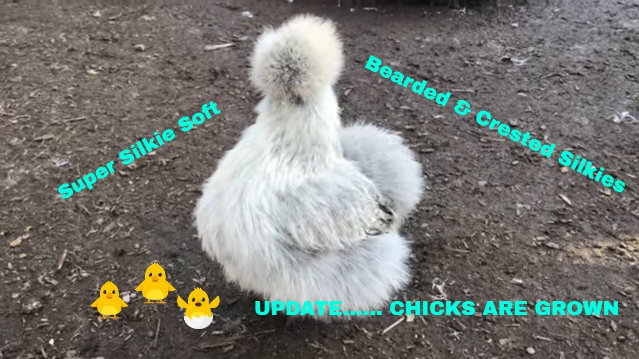 CUTEST SILKIE LOOKING CHICKENS/ MY GROW OUTS