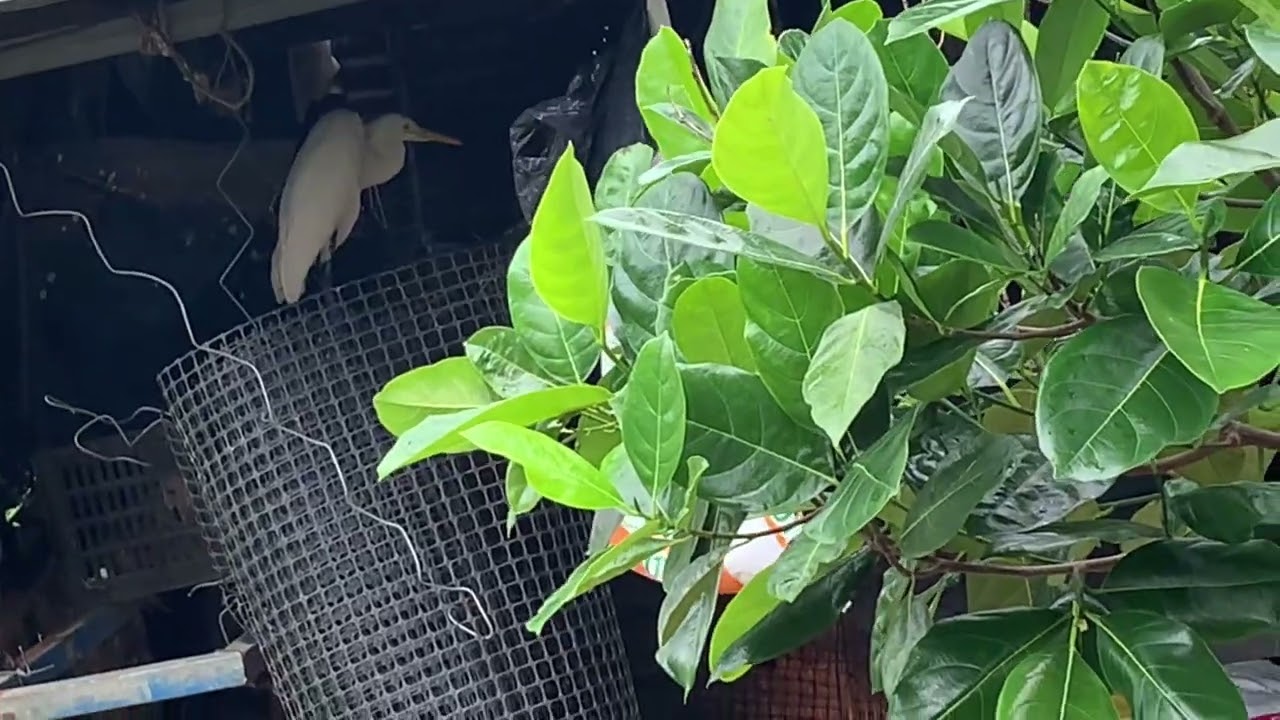 Stork and scorpion: con cò đi lạc
