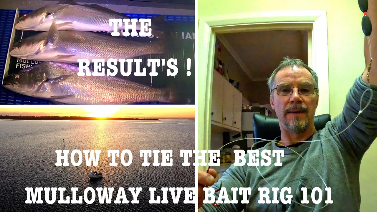 HOW TO TIE THE BEST LIVE BAIT RIG FOR MULLOWAY 101, THE RESULTS SPEAK FOR THEMSELVES ! Ep 80