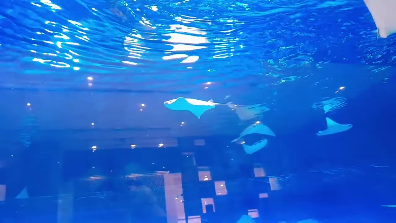 Aquarium Dubai Mall || Best place to visit in Dubai || Shark in aquarium || under water zoo 