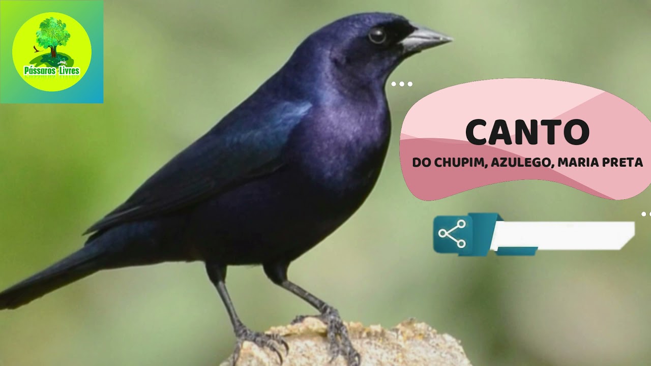 Canto do Chupim - Azulego - Bird song