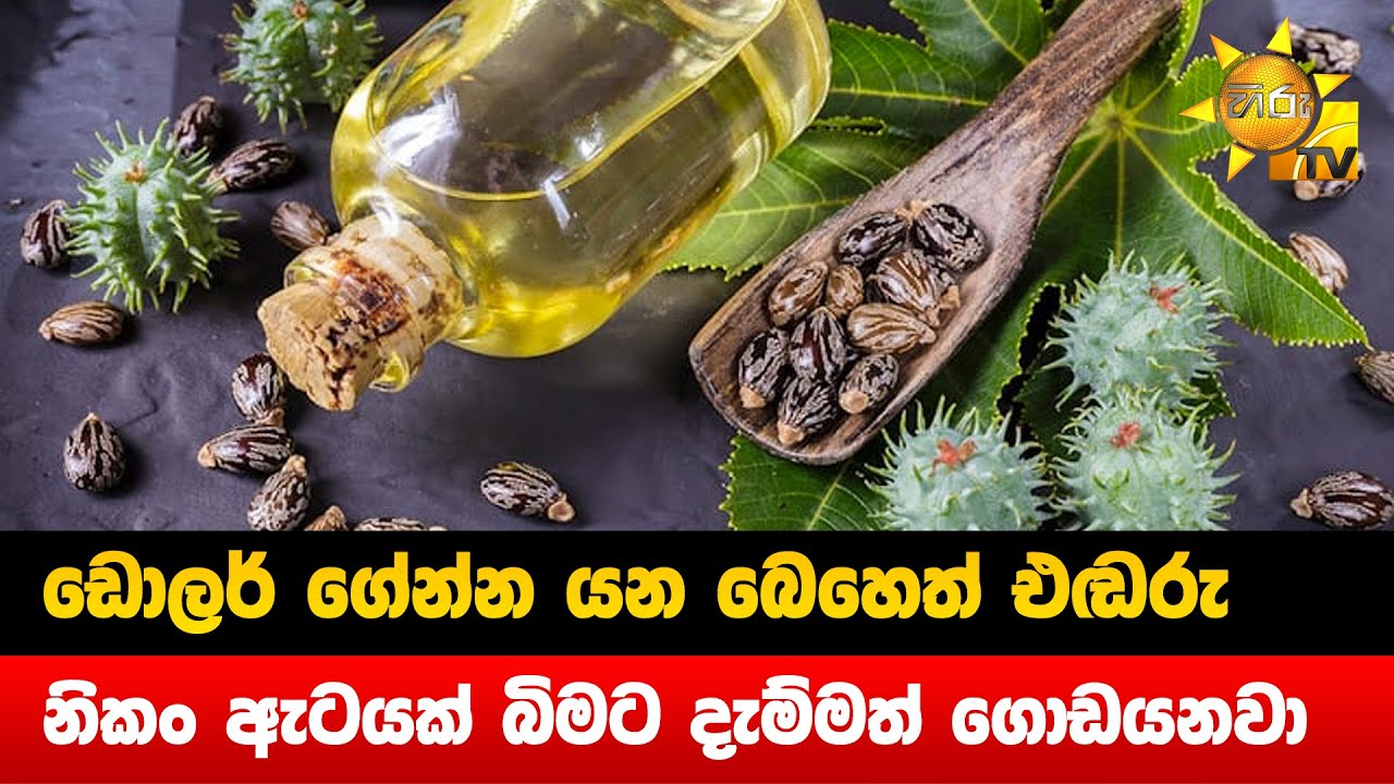 ඩොලර් ගේන්න යන බෙහෙත් එඬරු - නිකං ඇටයක් බිමට දැම්මත් ගොඩයනවා - Hiru News