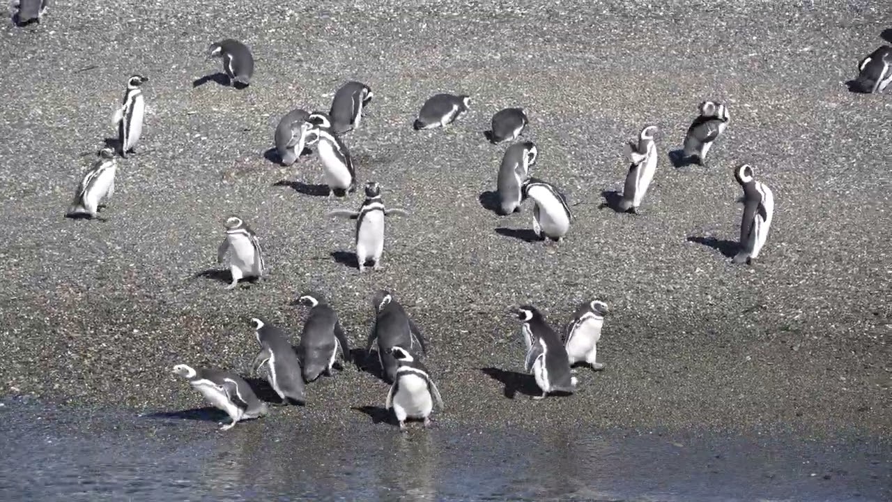 Wild young Penguin Zoomies