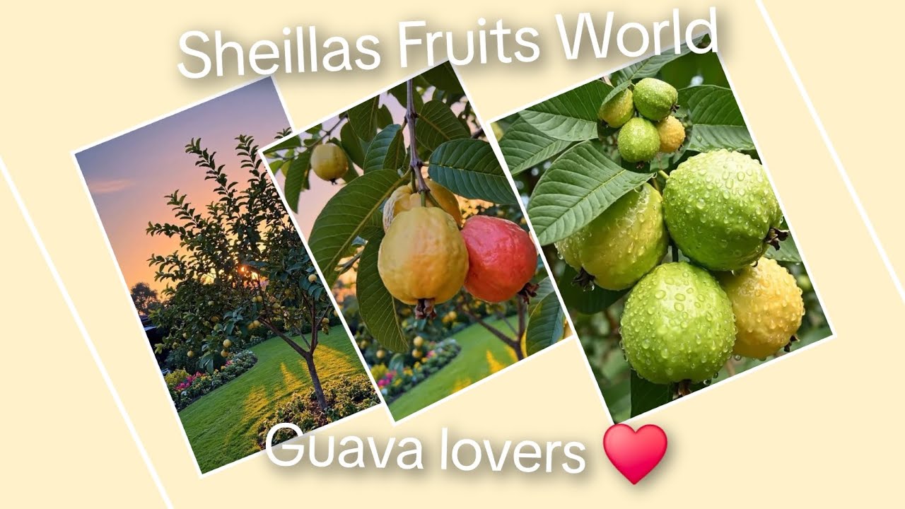 Guava lovers ♥️ #sheillasfruitsworld #fruitlovers 