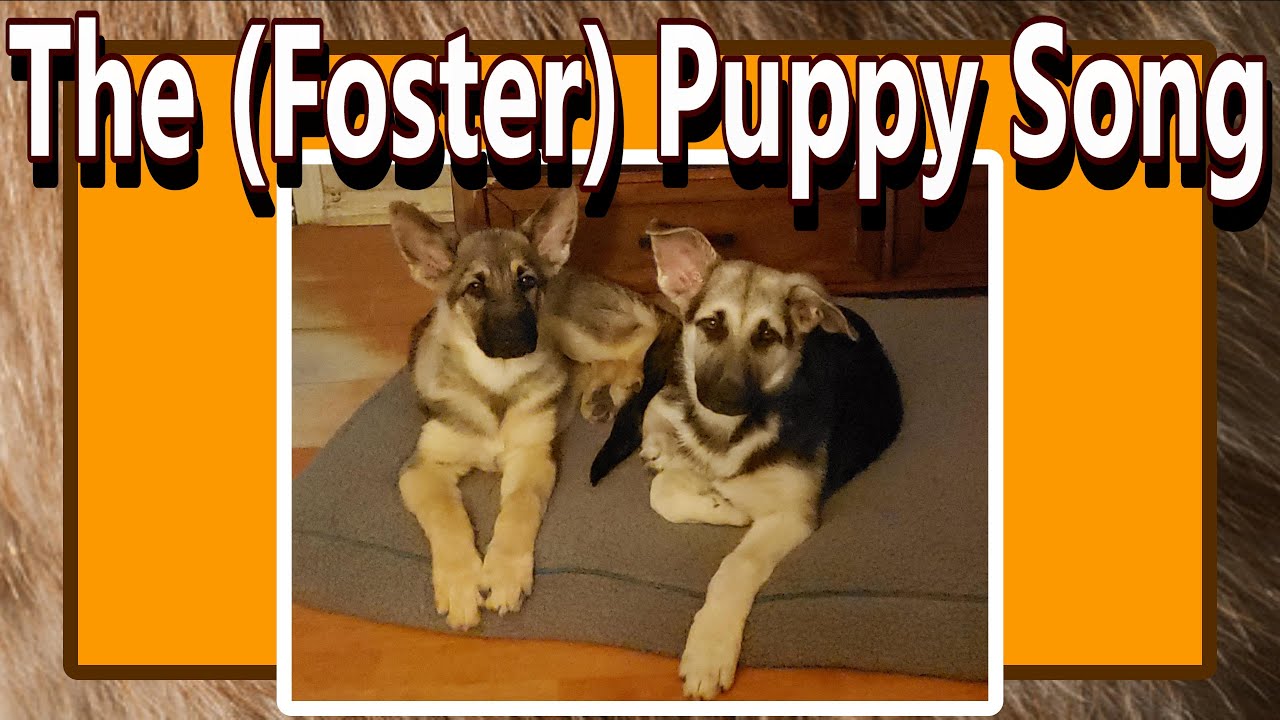 🐶 Foster Puppy Song 🐶 German Shepherd Pups Banyan & Rowan (Lyrics by Kat) 
