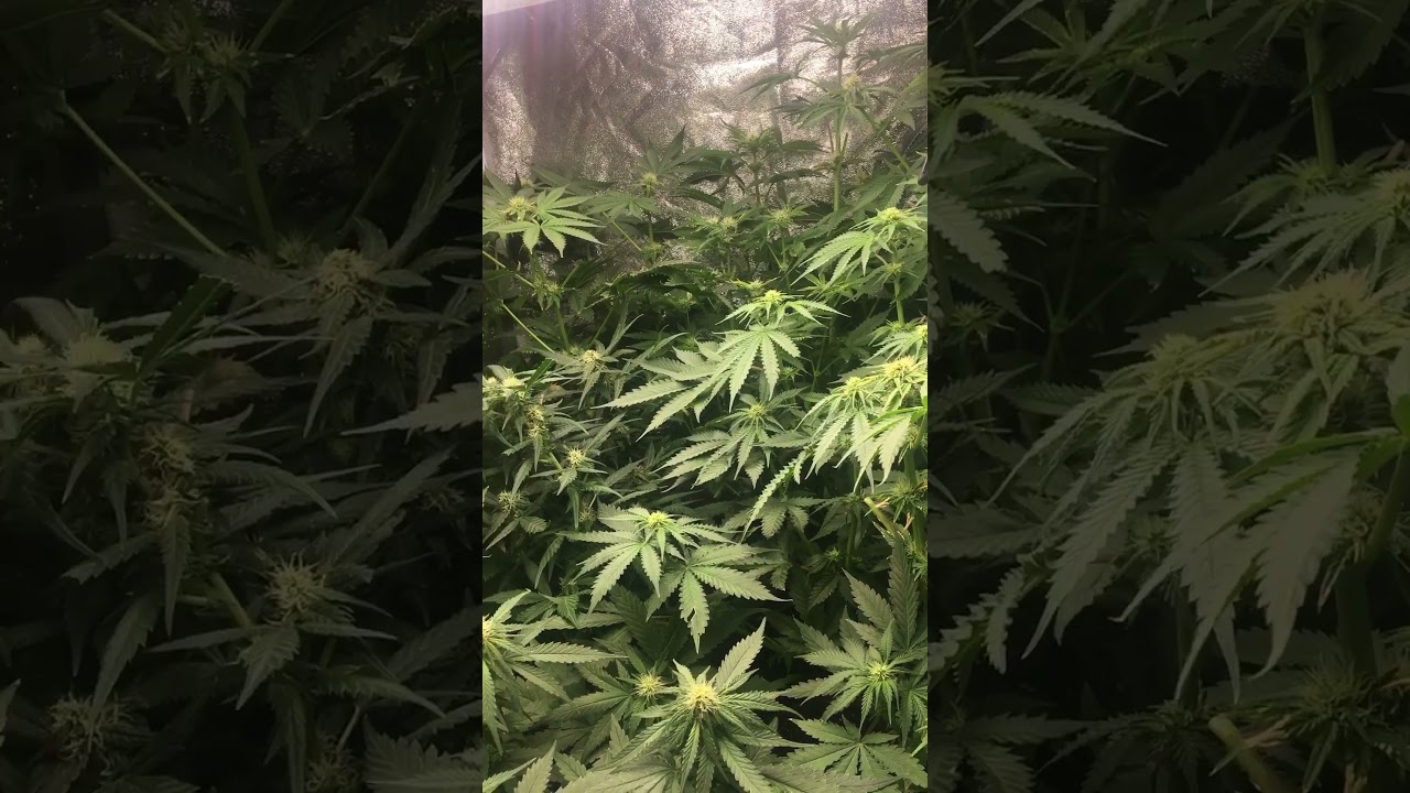 Tropicana banana week 3 of flower coming along lovely.