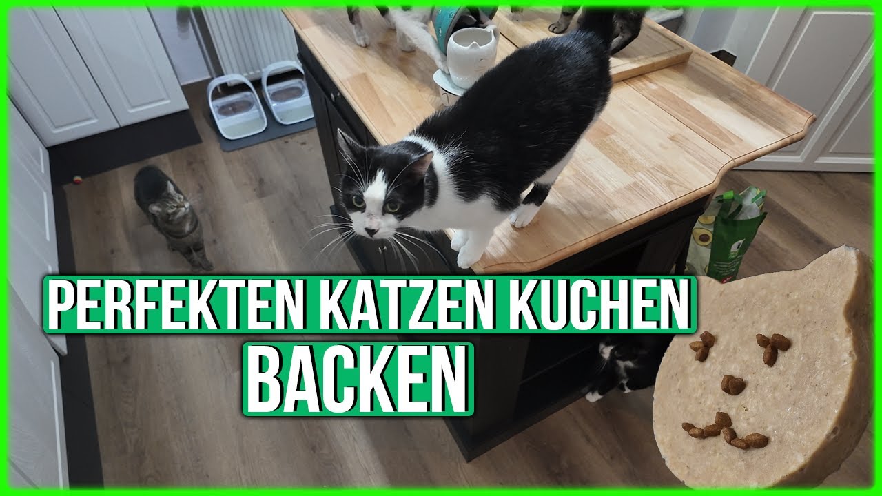 Katzenkuchen selber backen - Teddy und Charlie haben Geburtstag