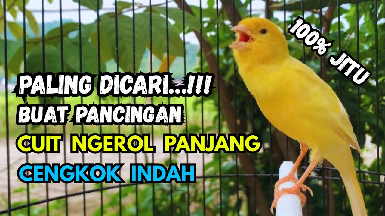 Kenari gacor NGEROL PANJANG cocok untuk PANCINGAN KENARI PAUD bikin BURUNG KENARI GACOR PANJANG
