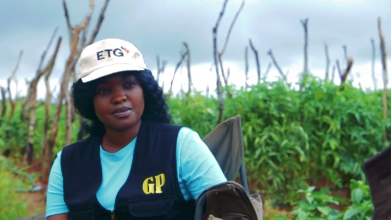 Growing Green pepper in Zambia