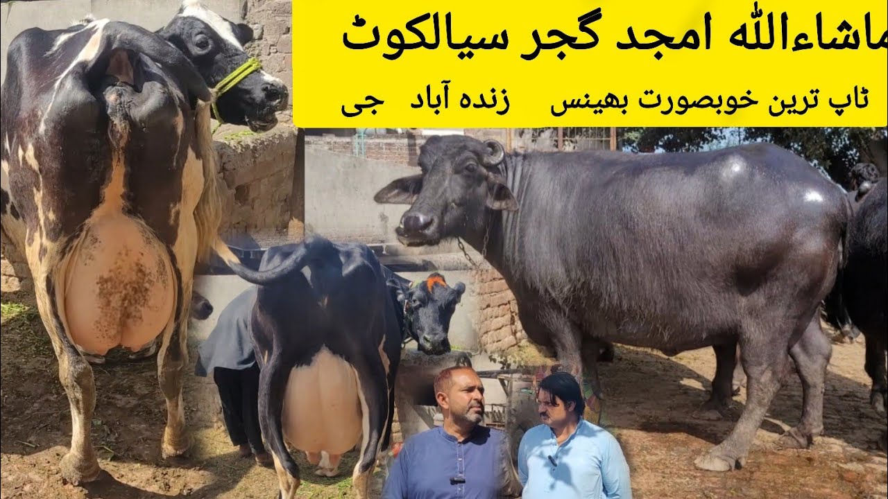 ماشاءاللہ امجد گجر سیالکوٹ کی 3 خوبصورت بھینسیں اور 2 گائے برائےفروخت 13 مارچ 2026 HajiArfazChannel