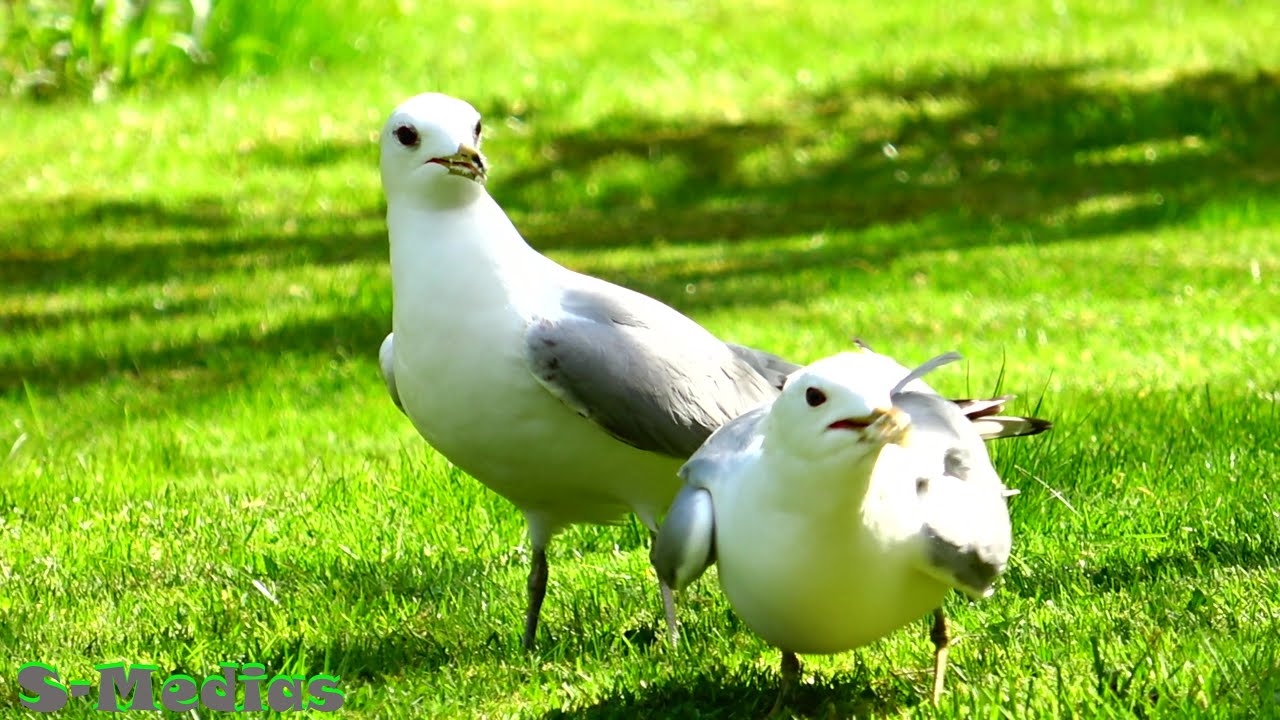 Food Fighting Seagulls: A Feathered Frenzy!