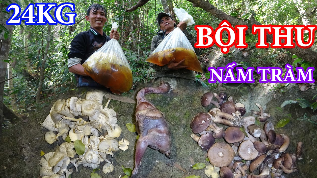 1 NGÀY BỘI THU, GÀ RỪNG NẤU NẤM TRÀM, NGỦ RỪNG - MÙA MẬT ONG RỪNG 2024 | T14