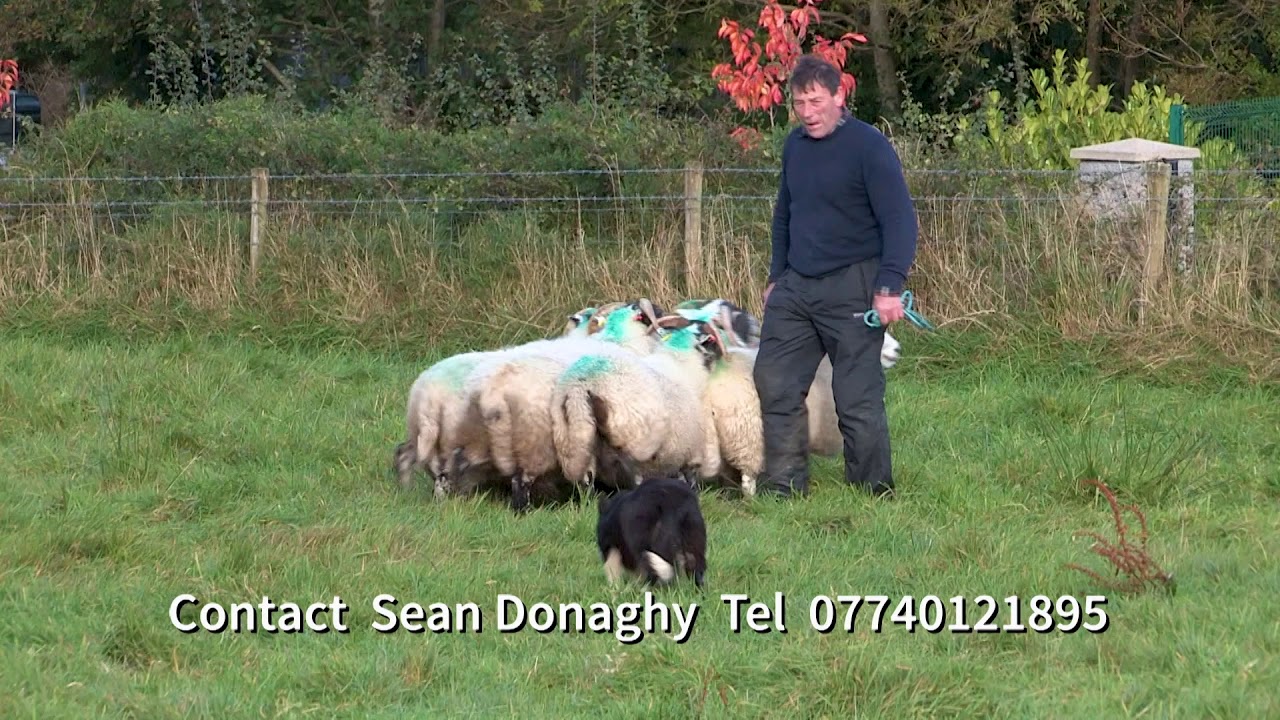 SKY (Sold) - nursery sheepdog for sale (8 month old) [S Donaghy SKY]