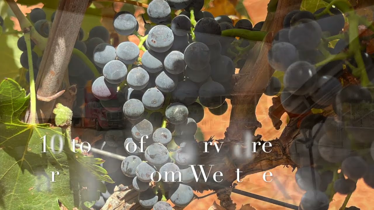 2022 Mourvedre Blue Ostrich Winery & Vineyard
