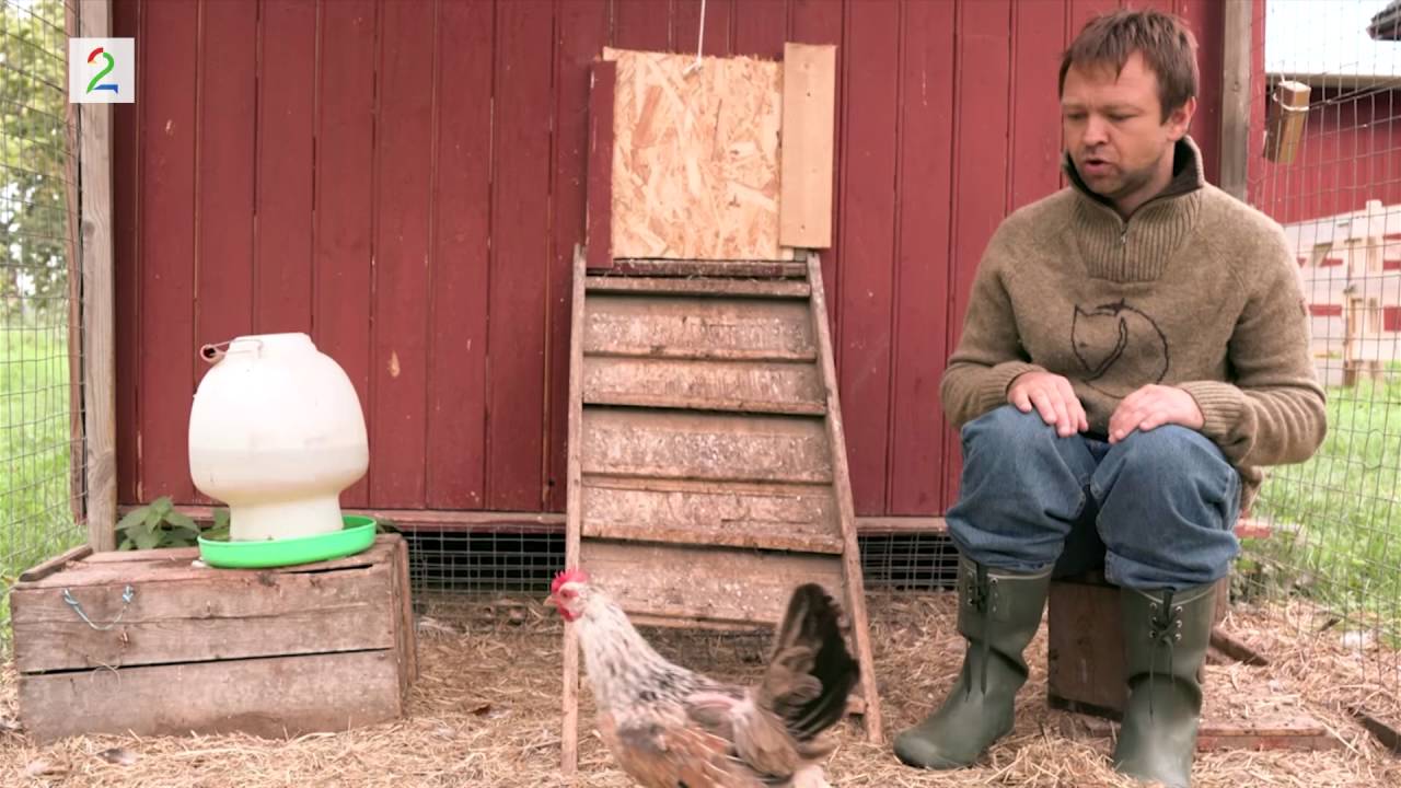 Jakten pa fjærligheten -Even Hveten